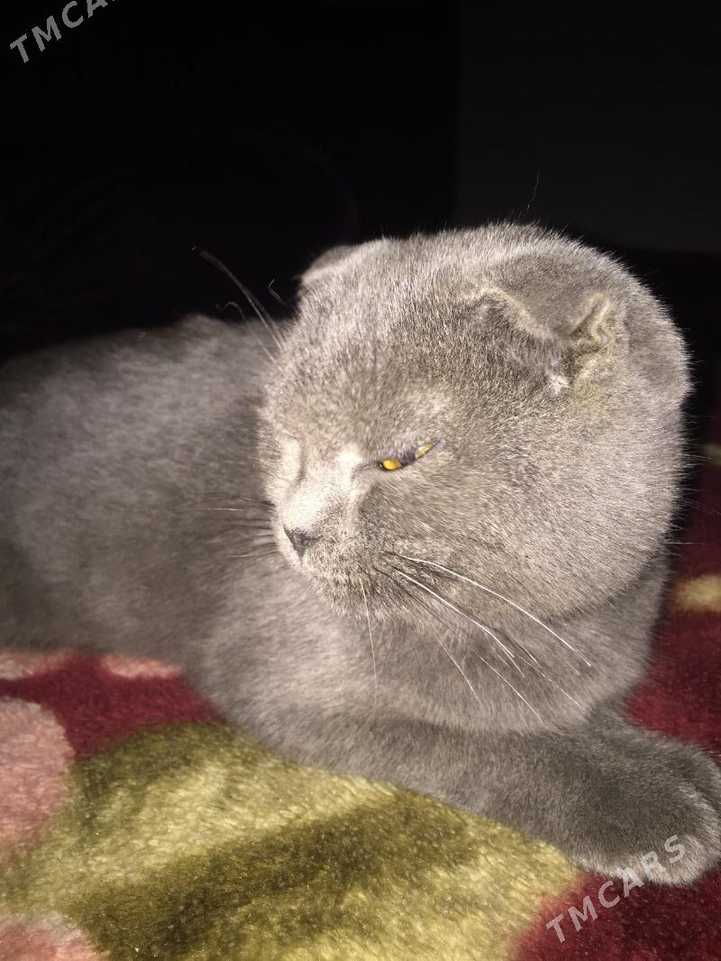 Вислоухи - Чарджоу - img 5