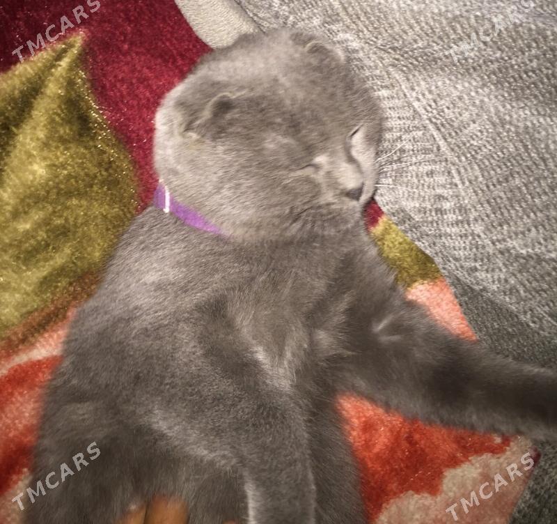 Вислоухи - Чарджоу - img 2