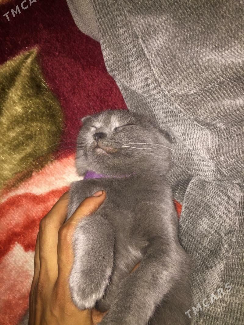 Вислоухи - Чарджоу - img 6