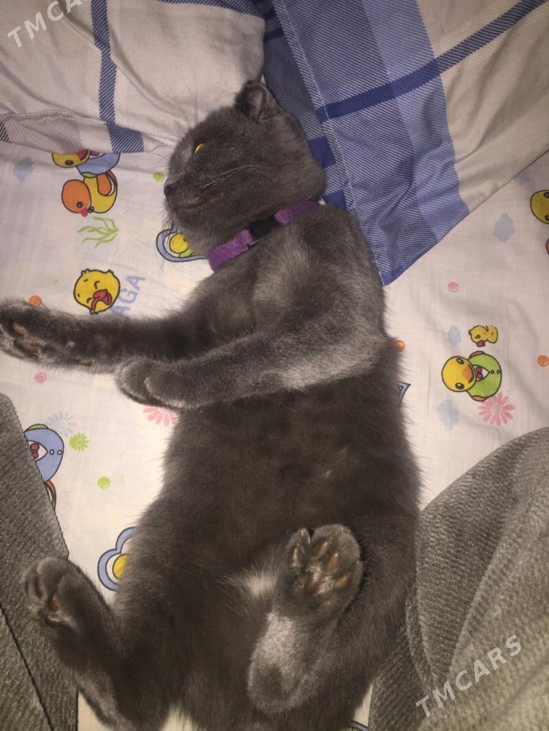 Вислоухи - Чарджоу - img 4