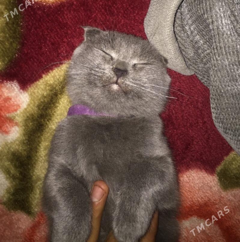 Вислоухи - Чарджоу - img 3