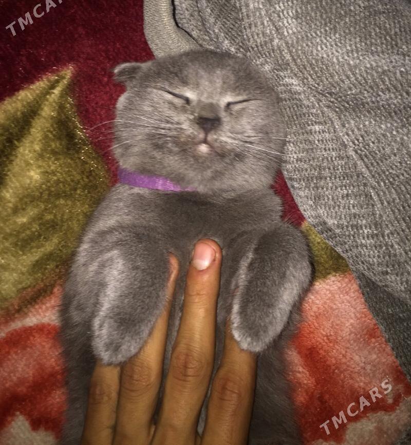 Вислоухи - Чарджоу - img 1