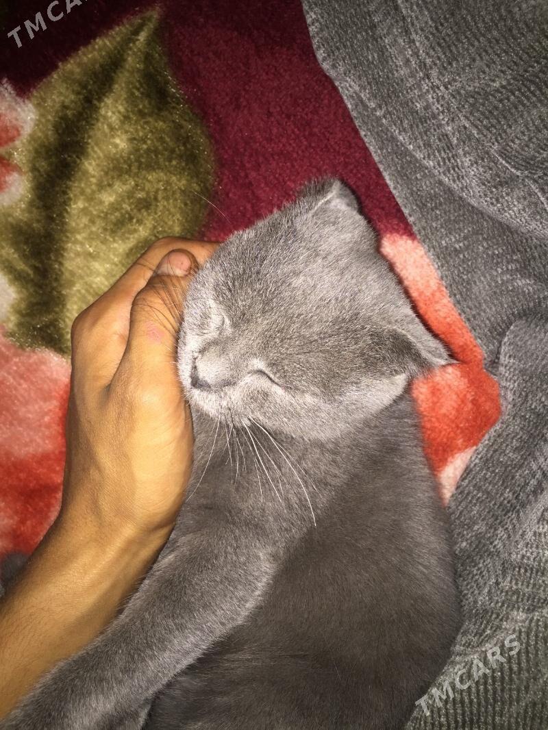 Вислоухи - Чарджоу - img 7