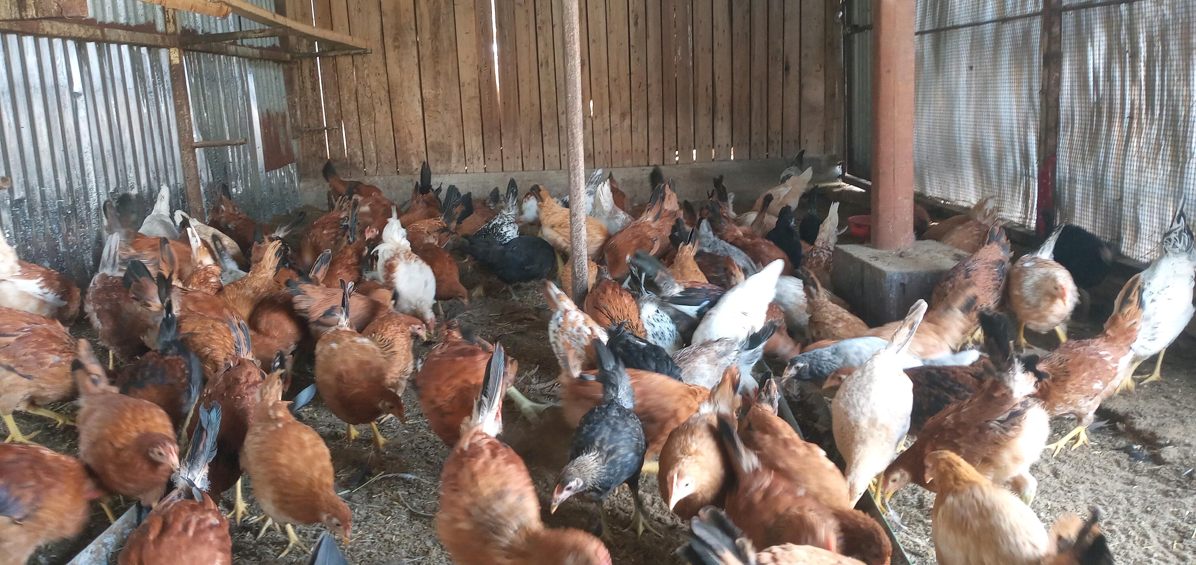 towuk jüýje - Sakarçäge - img 2