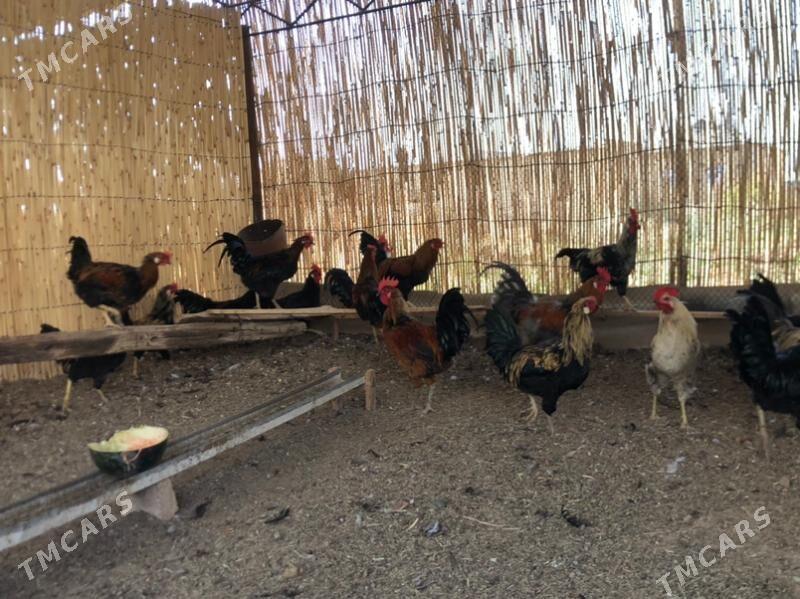 Horaz - Mary - img 1