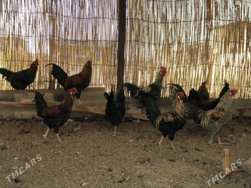 Horaz - Mary - img 2