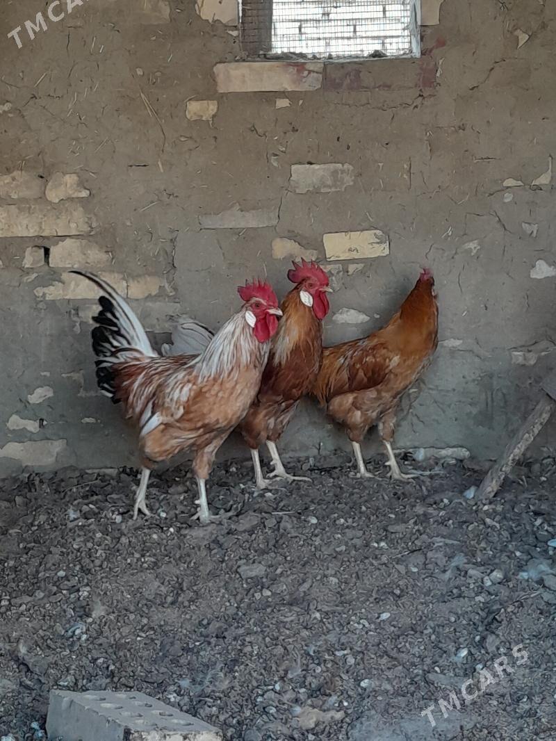 towuklar - Мары - img 2