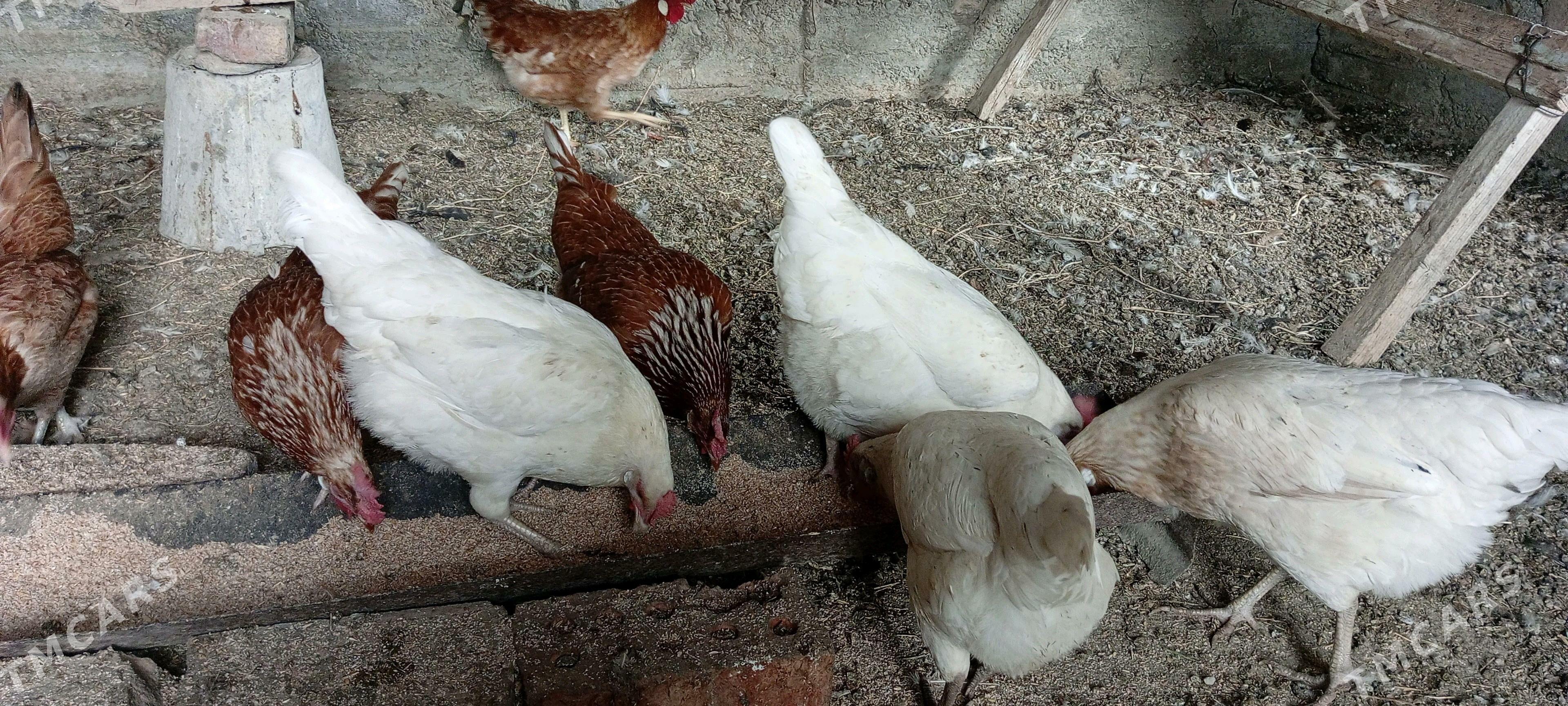 Lohman Sandy Brown Dominant - Гёкдепе - img 1