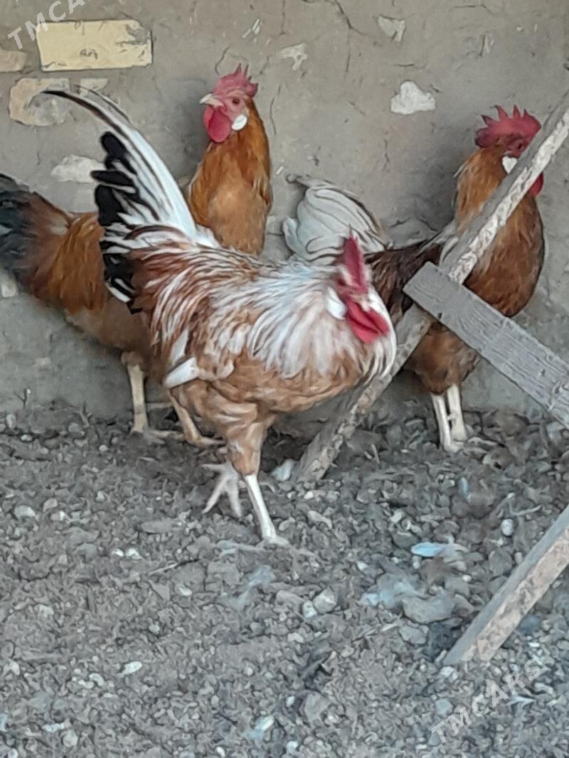 towuklar - Мары - img 1