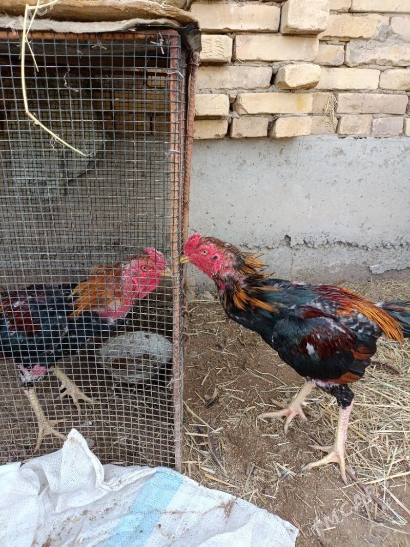 horaz - Фарап - img 1