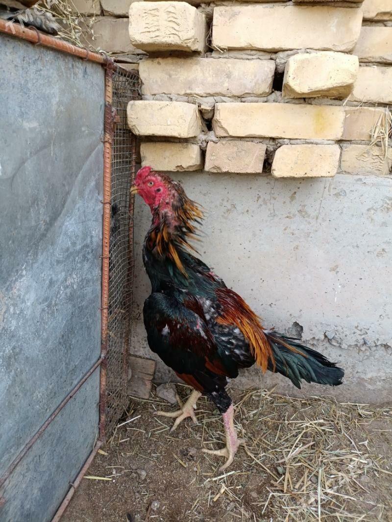 horaz - Фарап - img 2