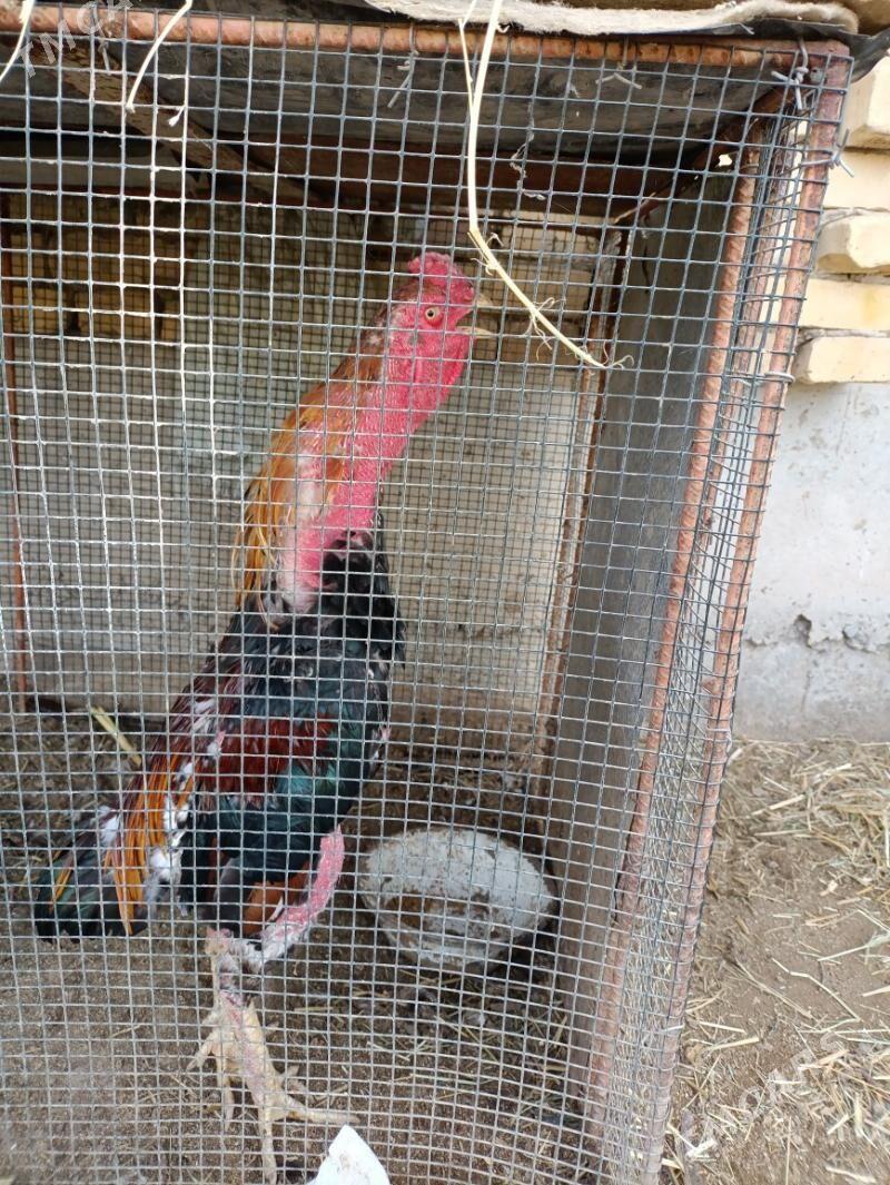 horaz - Фарап - img 4