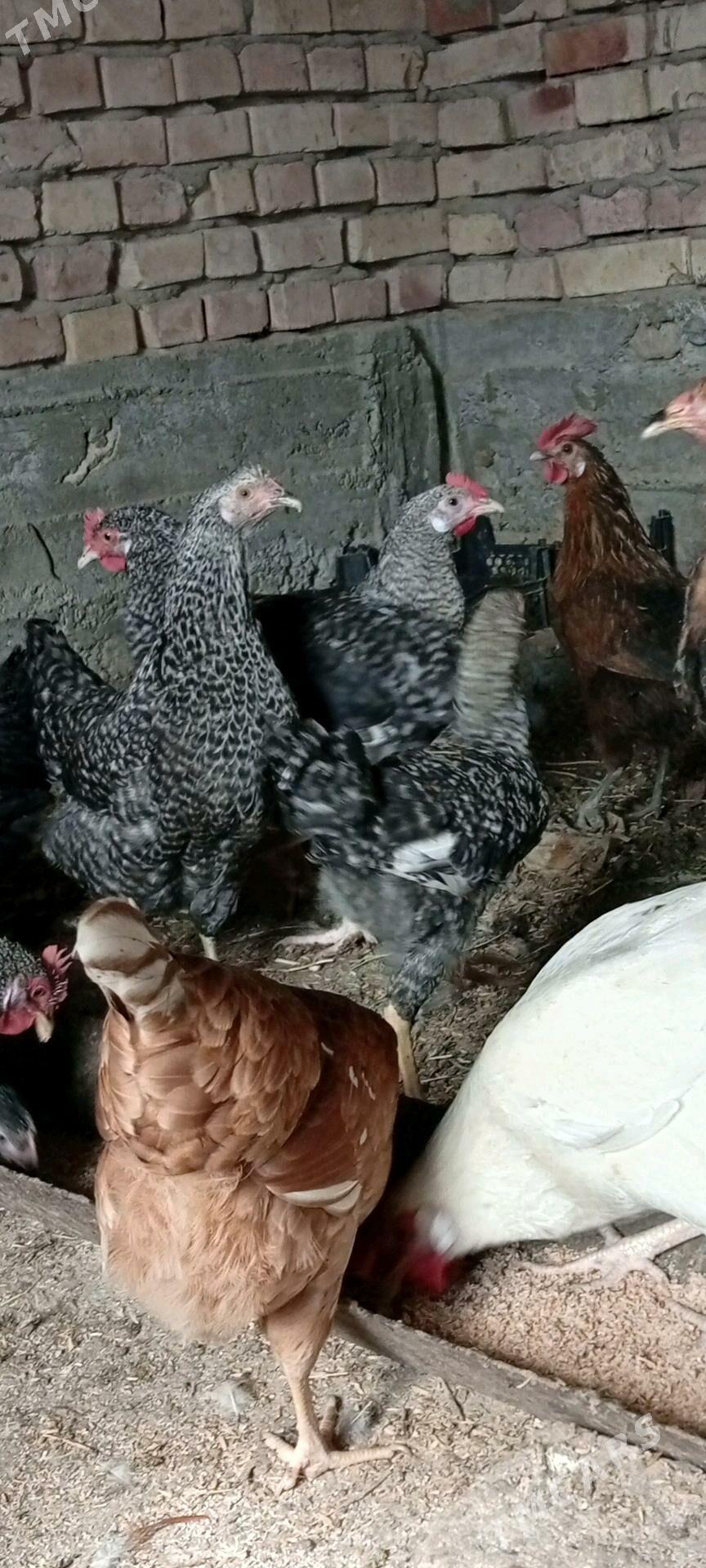 Lohman Sandy Brown Dominant - Гёкдепе - img 2