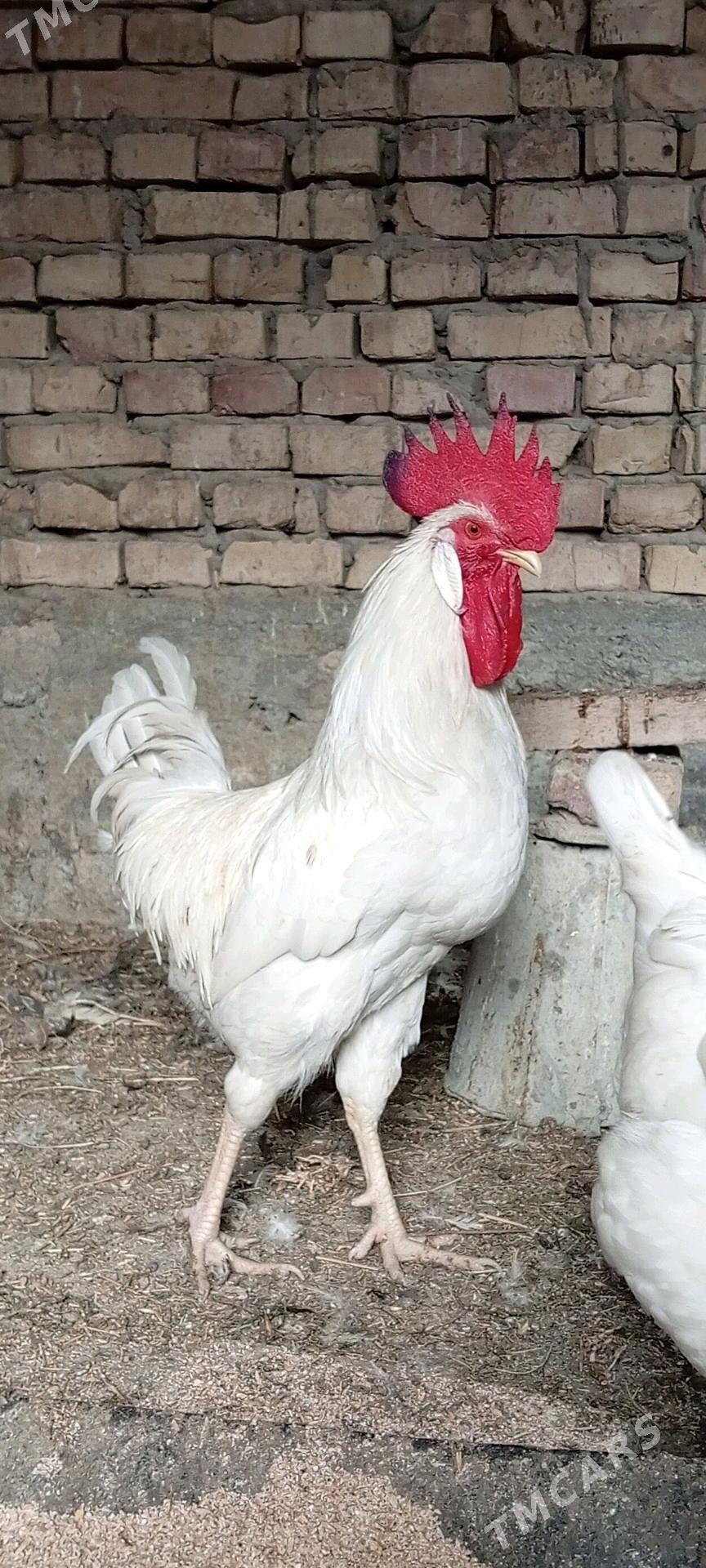 Lohman Sandy Brown Dominant - Гёкдепе - img 6