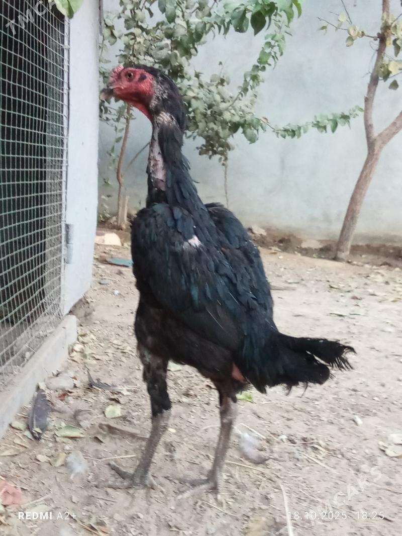 taşkent - Gökje - img 1