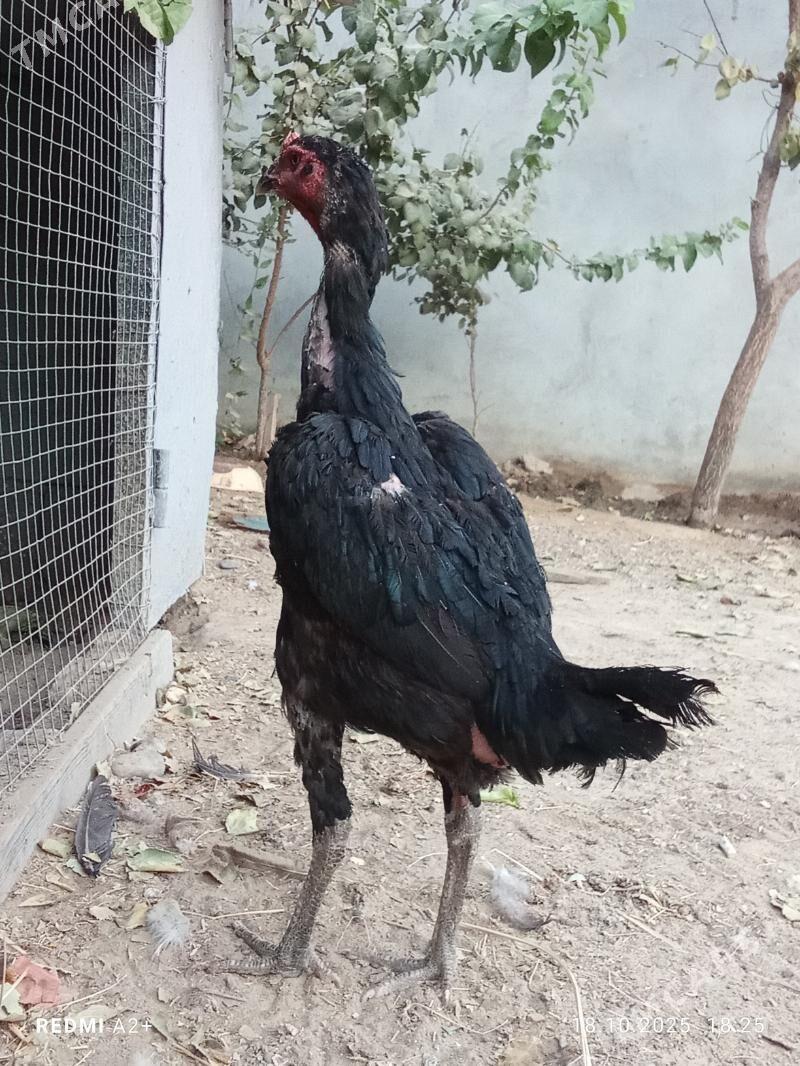 taşkent - Gökje - img 3