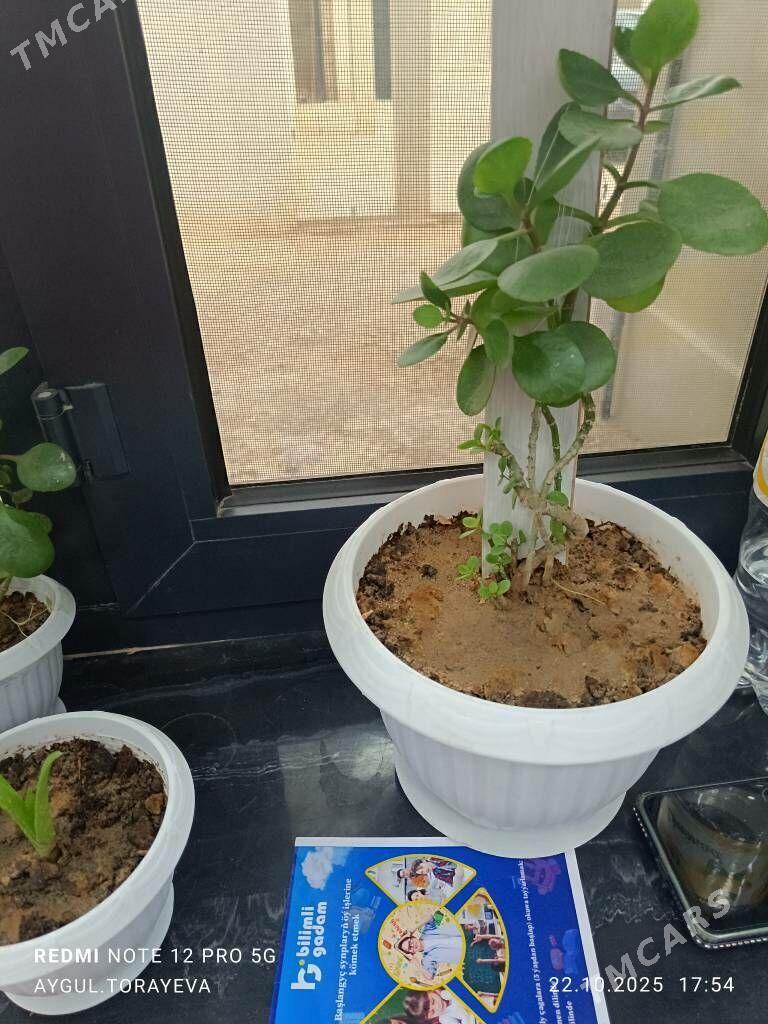 owadanja guller - Балканабат - img 3