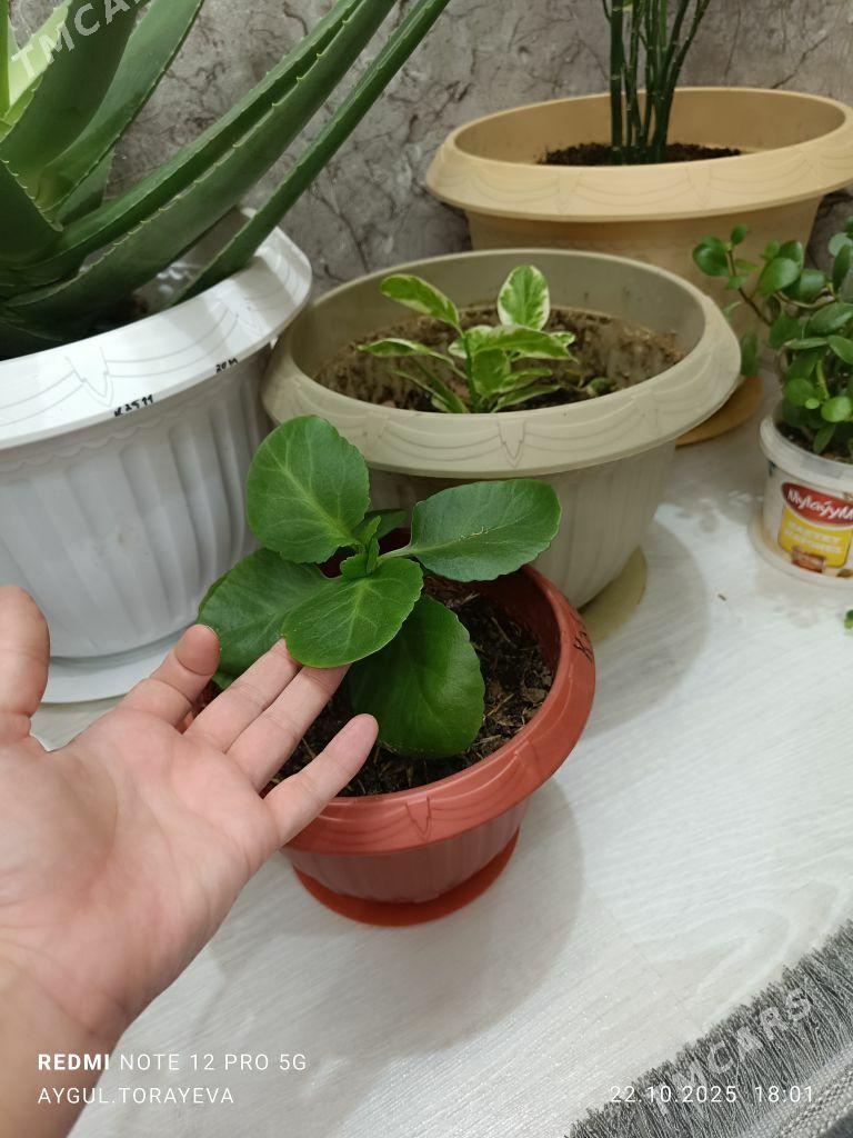 owadanja guller - Балканабат - img 2