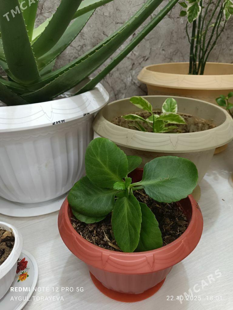 owadanja guller - Балканабат - img 4