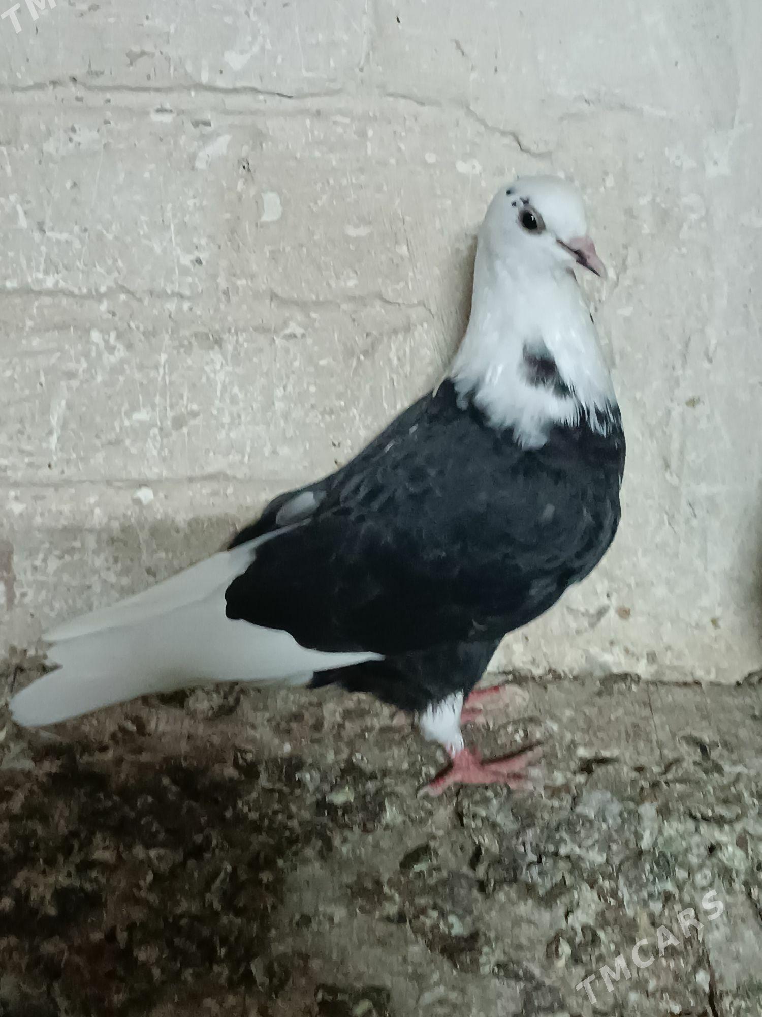 Kepderi - Mary - img 2