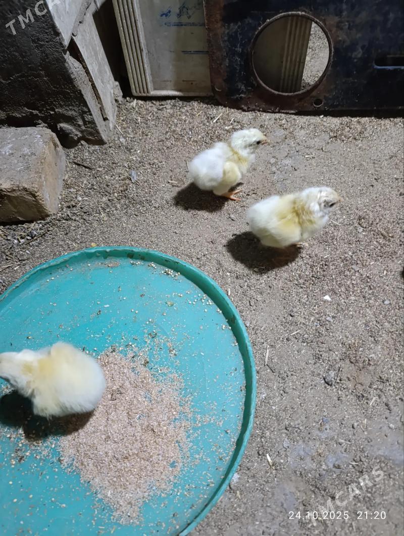 inkubator инкубатор - Mary - img 2