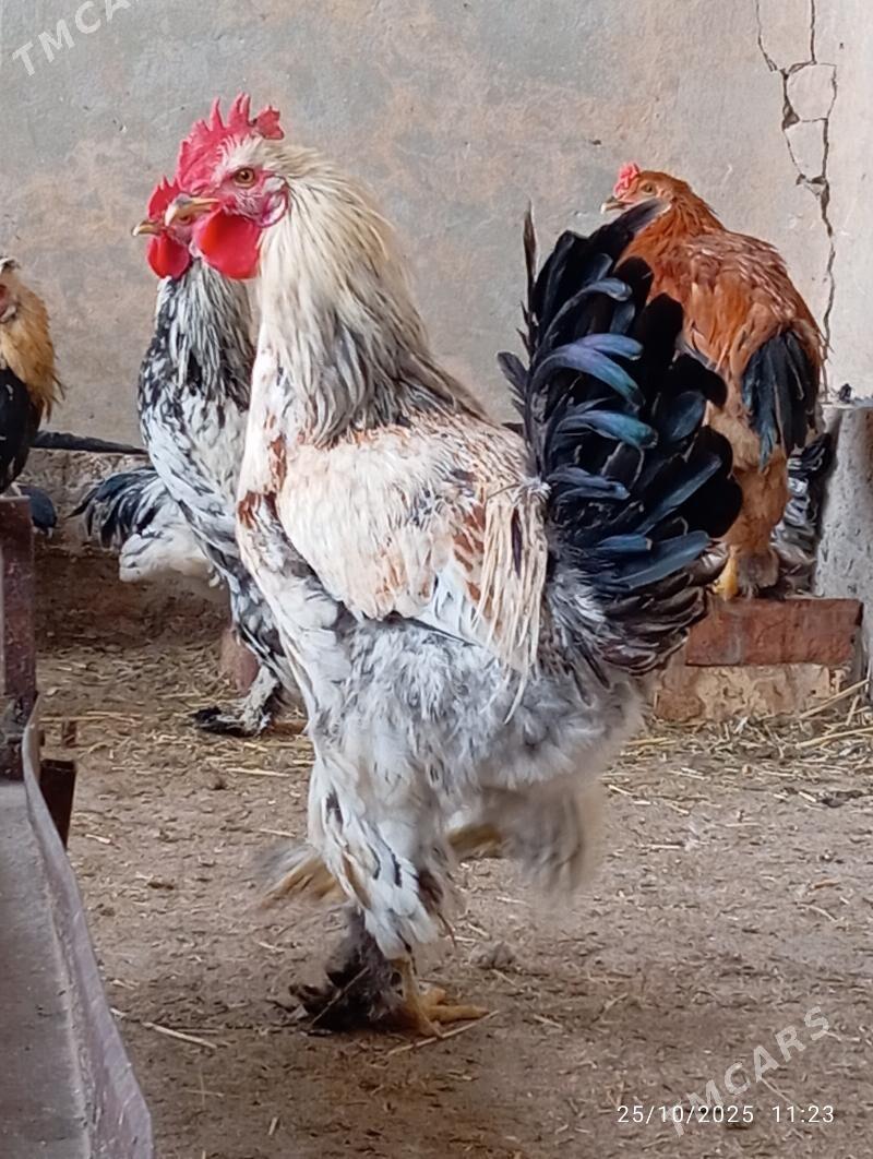 Horaz towuk - Теджен - img 9