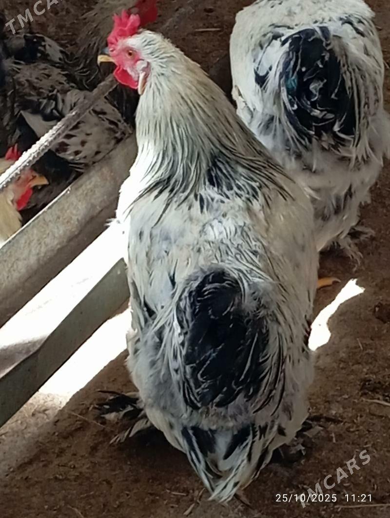 Horaz towuk - Теджен - img 8