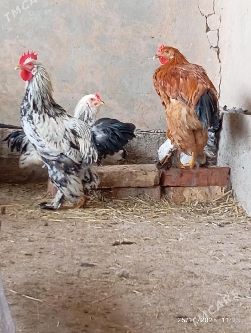 Horaz towuk - Теджен - img 5