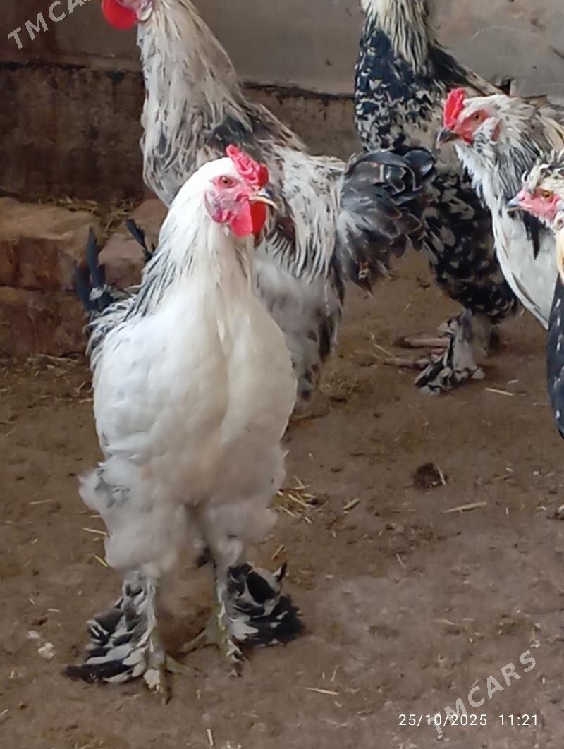 Horaz towuk - Теджен - img 6