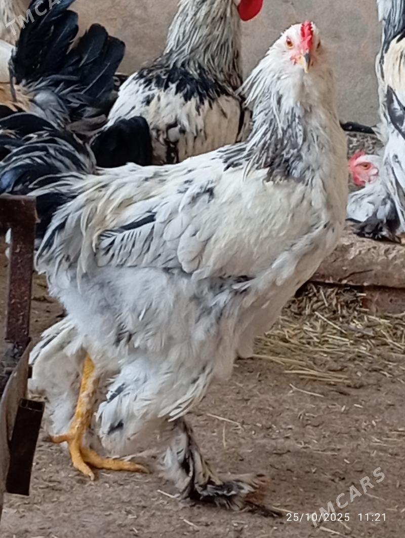 Horaz towuk - Tejen - img 1