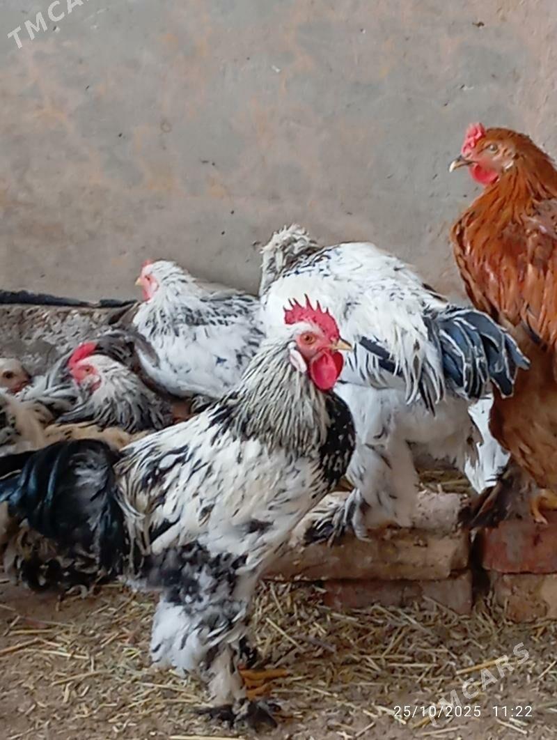 Horaz towuk - Теджен - img 4