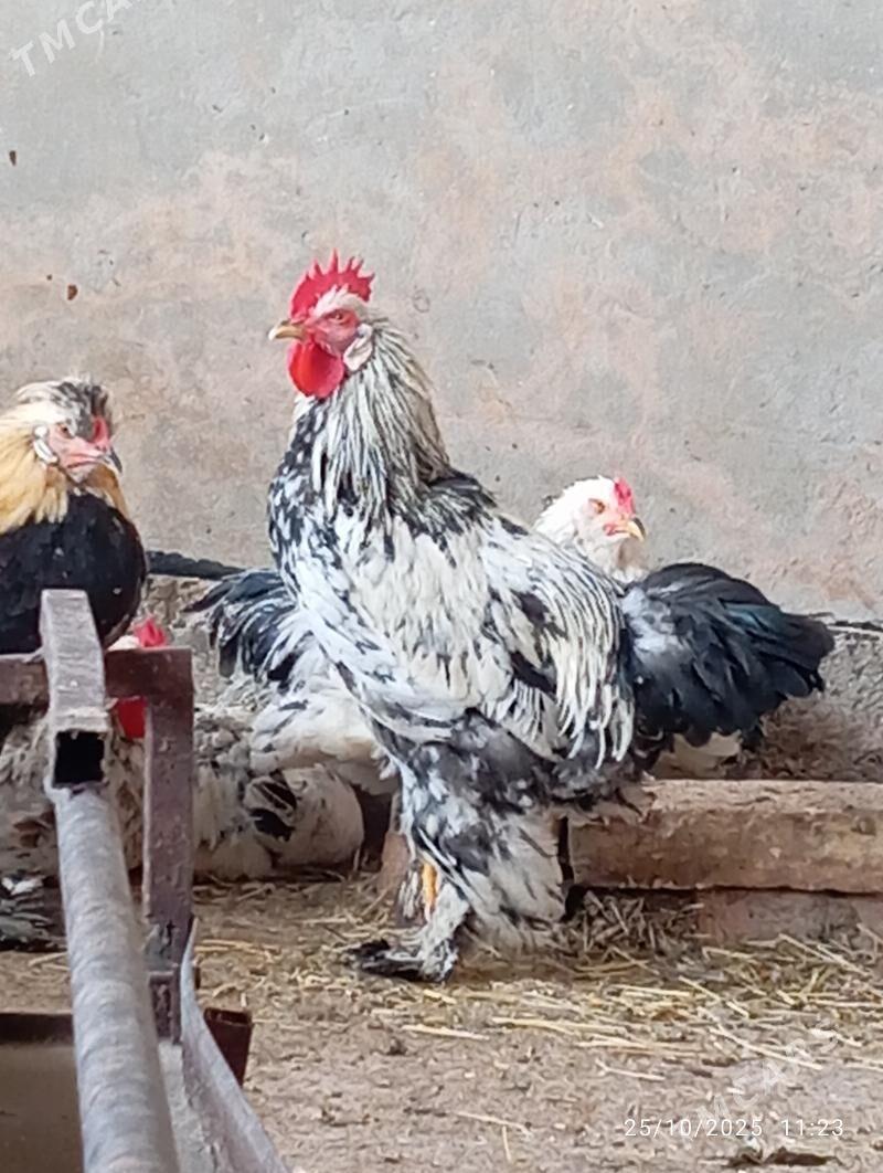 Horaz towuk - Теджен - img 7