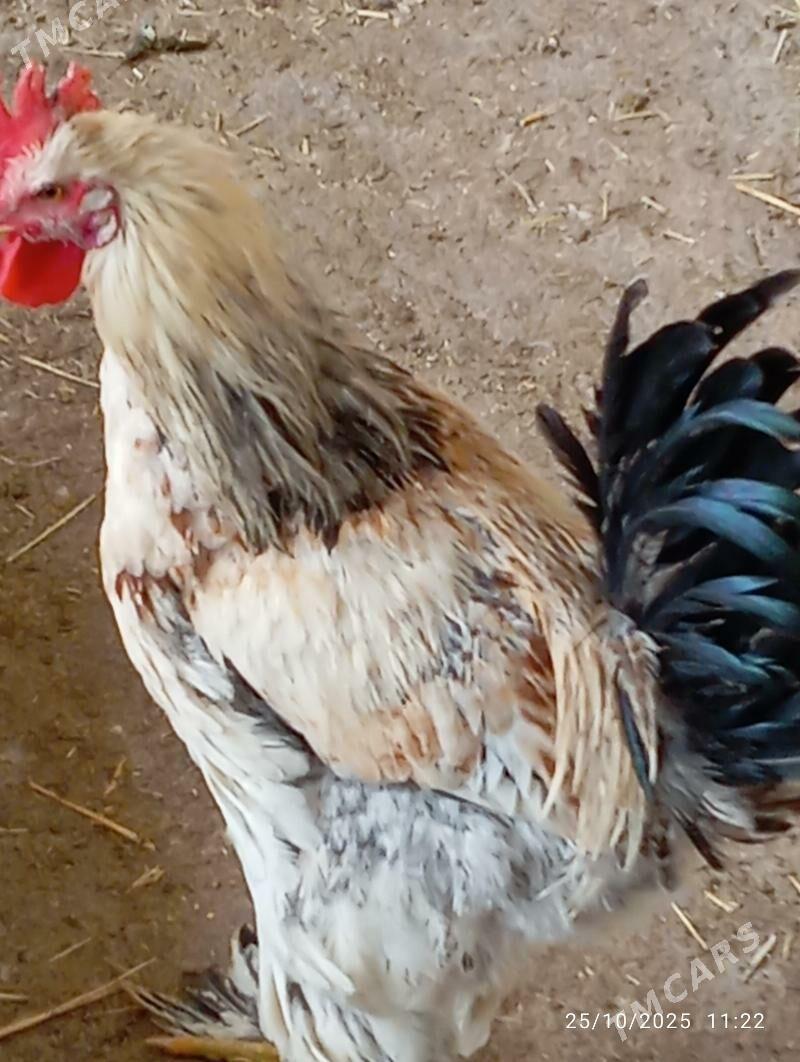 Horaz towuk - Теджен - img 3