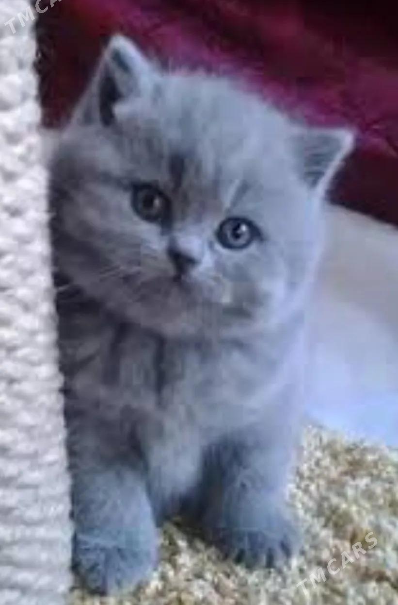 шотландский котенок девочка - Ашхабад - img 2