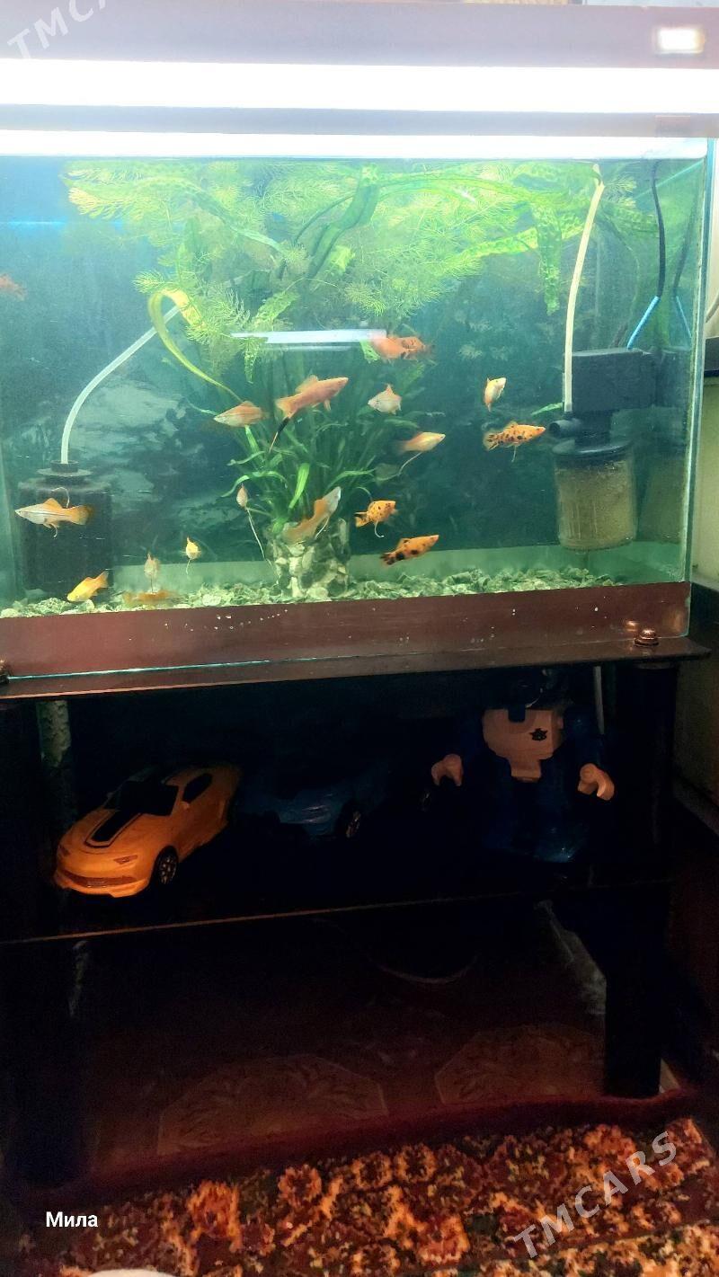 Продаётся аквариум - Туркменбаши - img 1