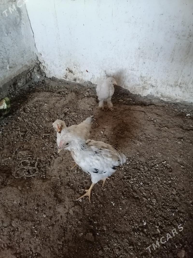 Satlyk juyje  - Balkanabat - img 5
