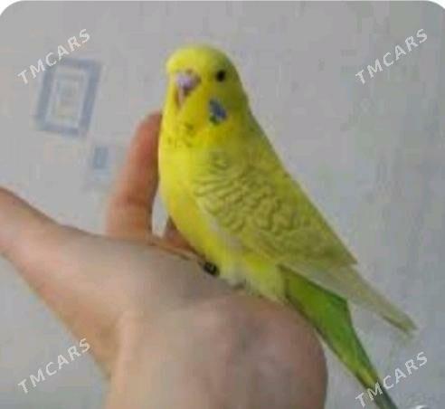 popugay guslar - Aşgabat - img 1