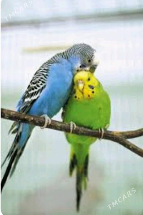 popugay guslar - Ашхабад - img 3