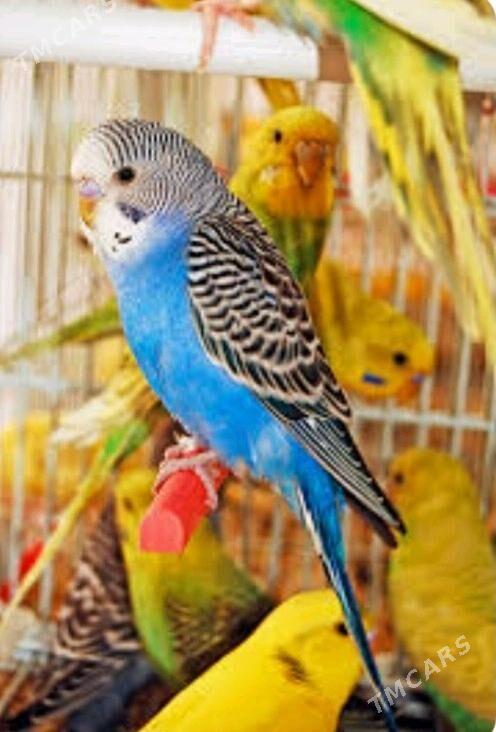 popugay guslar - Ашхабад - img 5