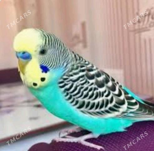 popugay guslar - Ашхабад - img 2