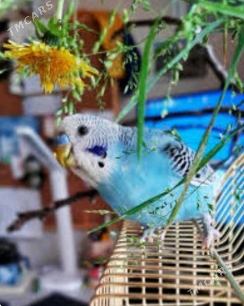 popugay guslar - Ашхабад - img 4