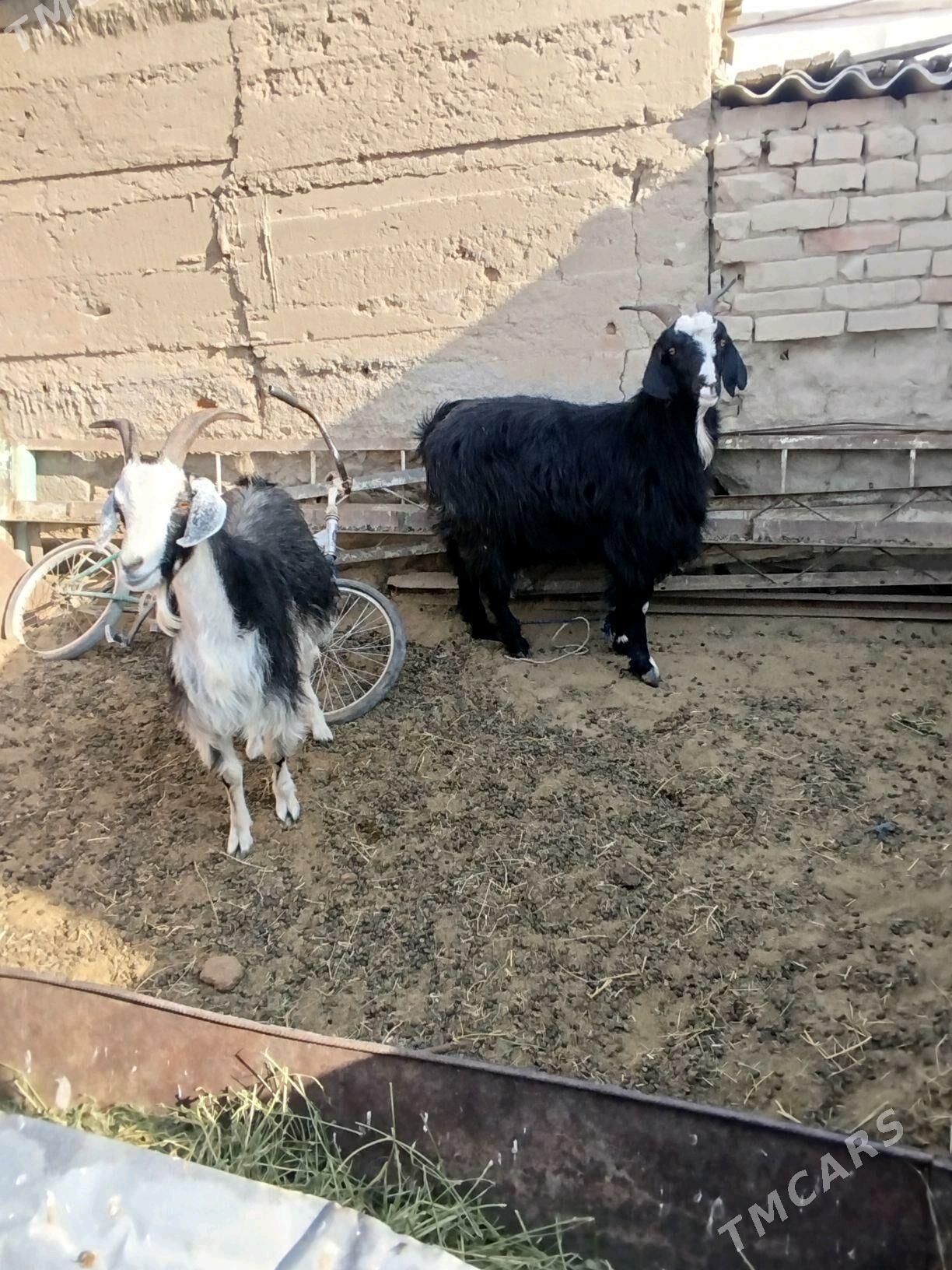 semiz Geciler - Bäherden - img 1