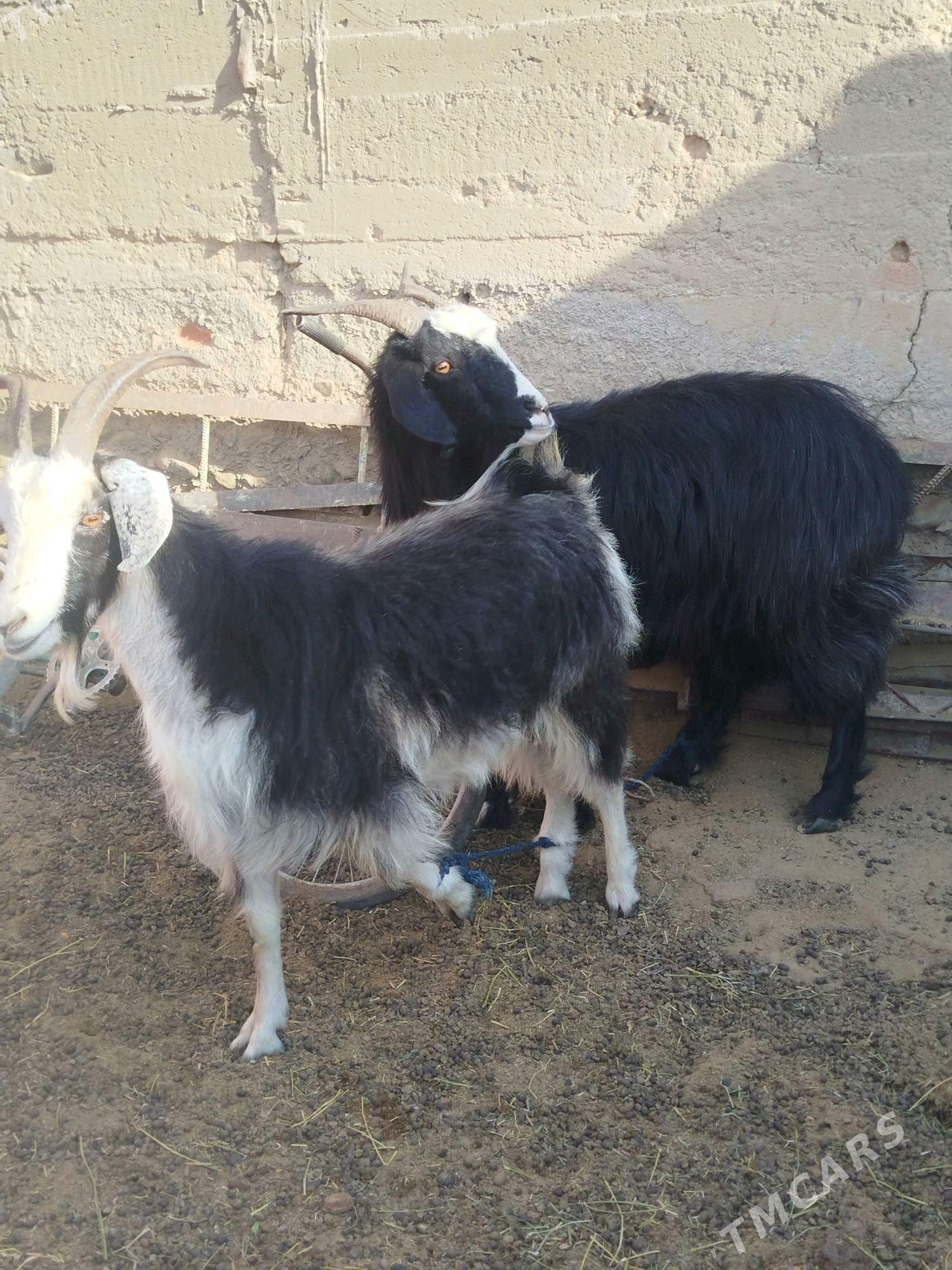 semiz Geciler - Bäherden - img 3