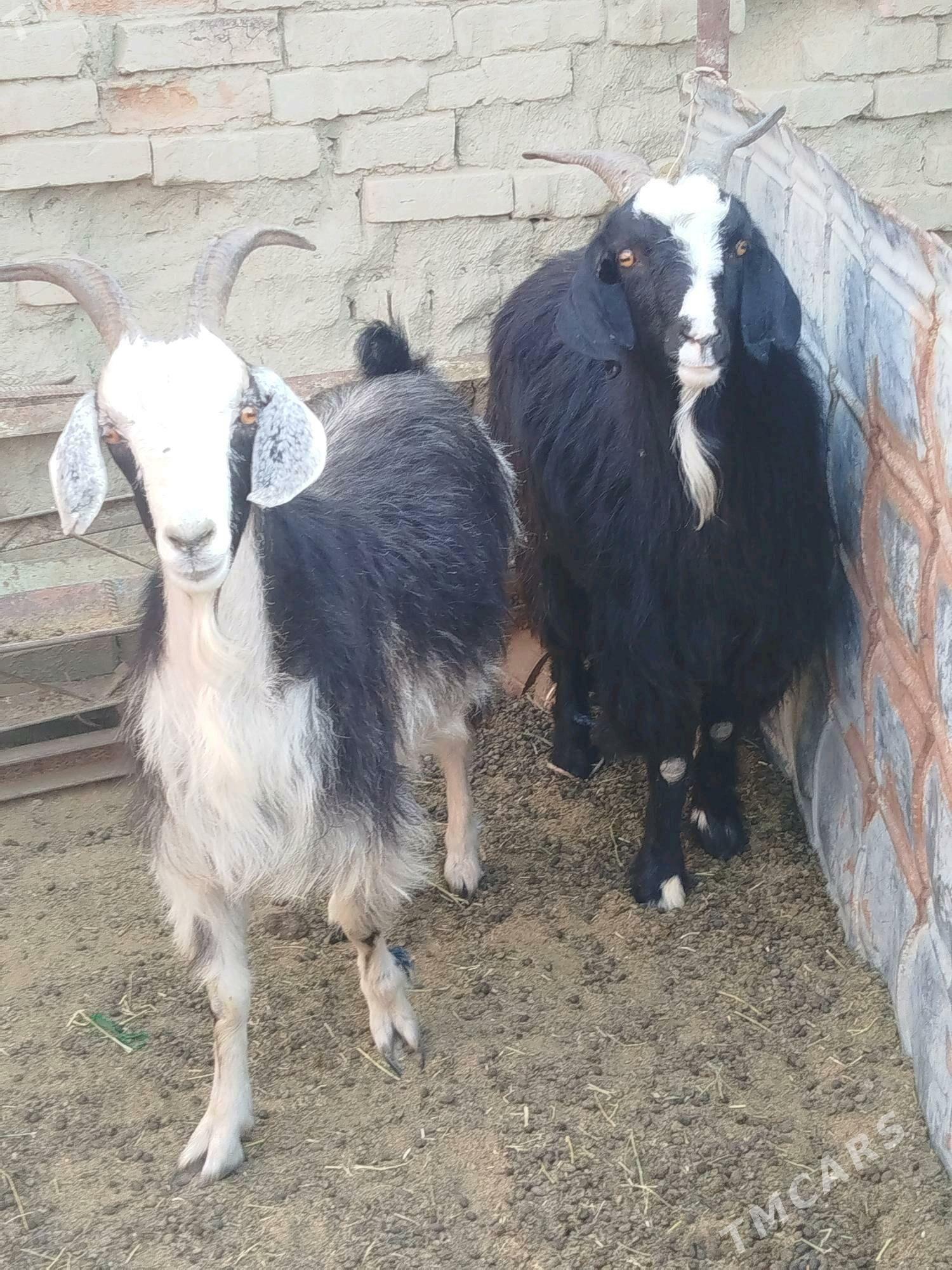 semiz Geciler - Bäherden - img 2