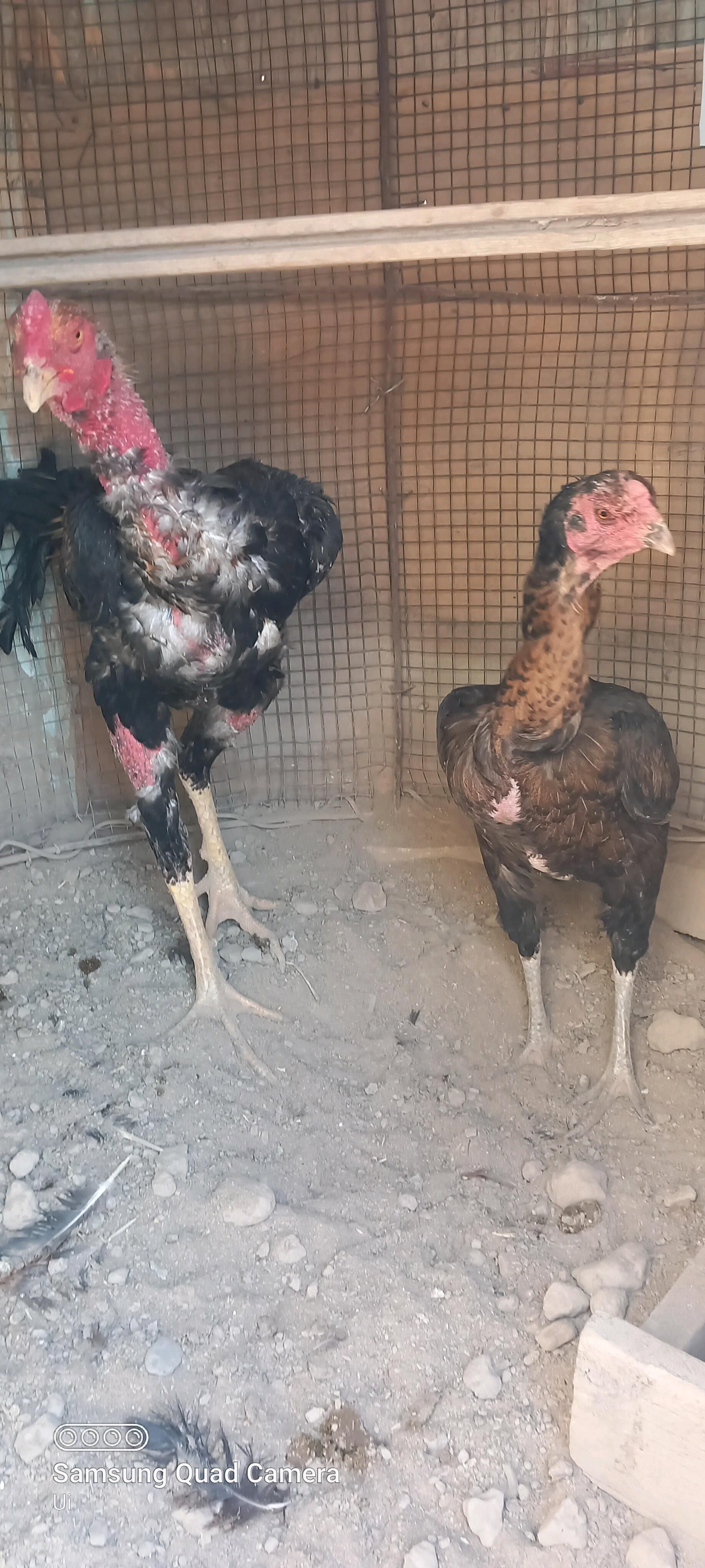 хораз - Türkmenabat - img 3