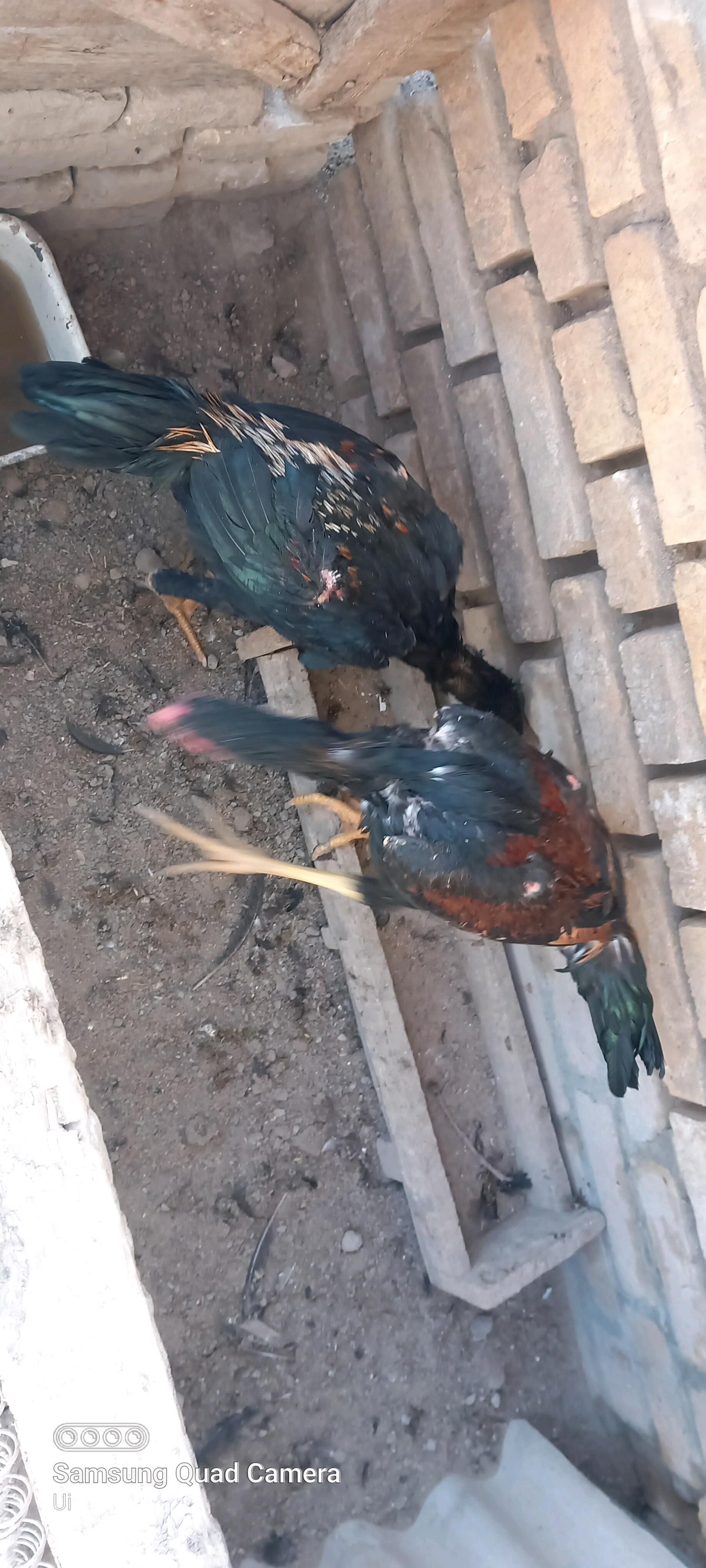 хораз - Türkmenabat - img 4