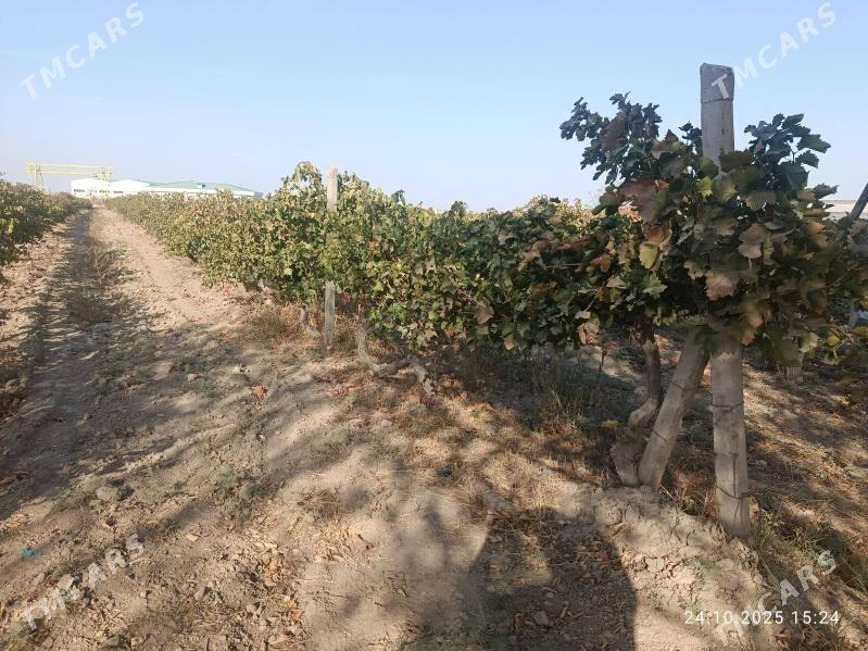 Üzüm mellek - Gökdepe - img 2