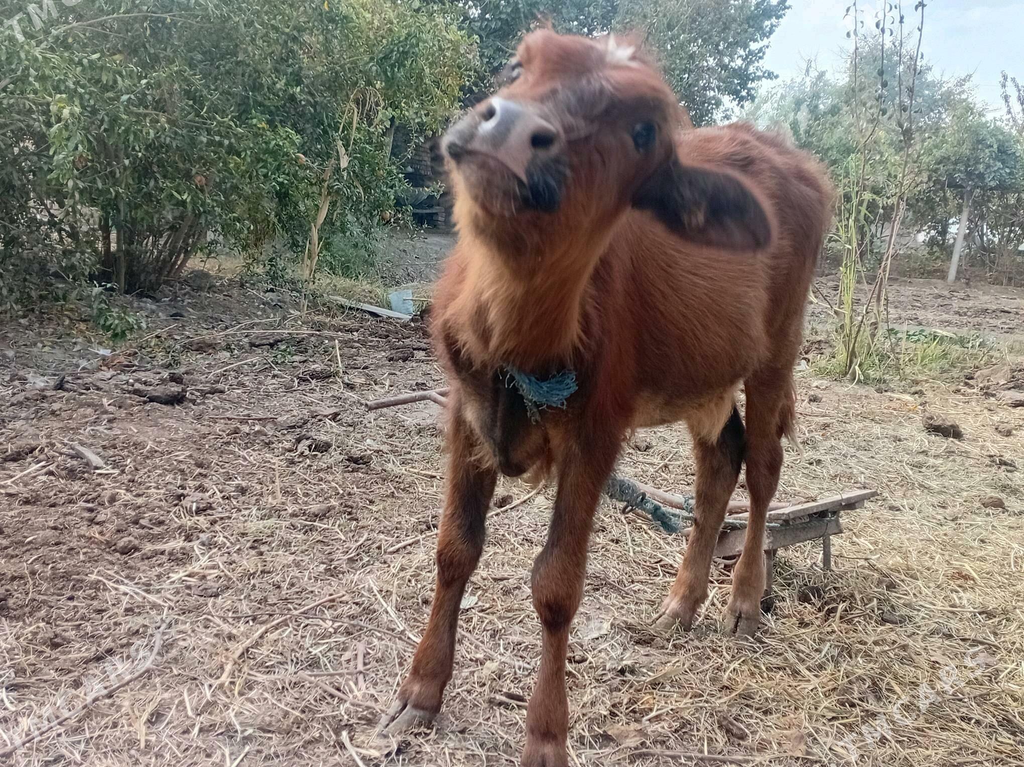 sygyr gòleli - Туркменабат - img 1