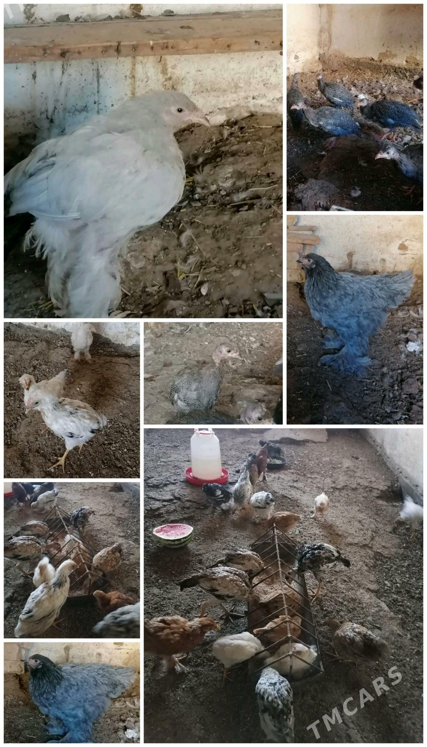 Satlyk juyje  - Balkanabat - img 2