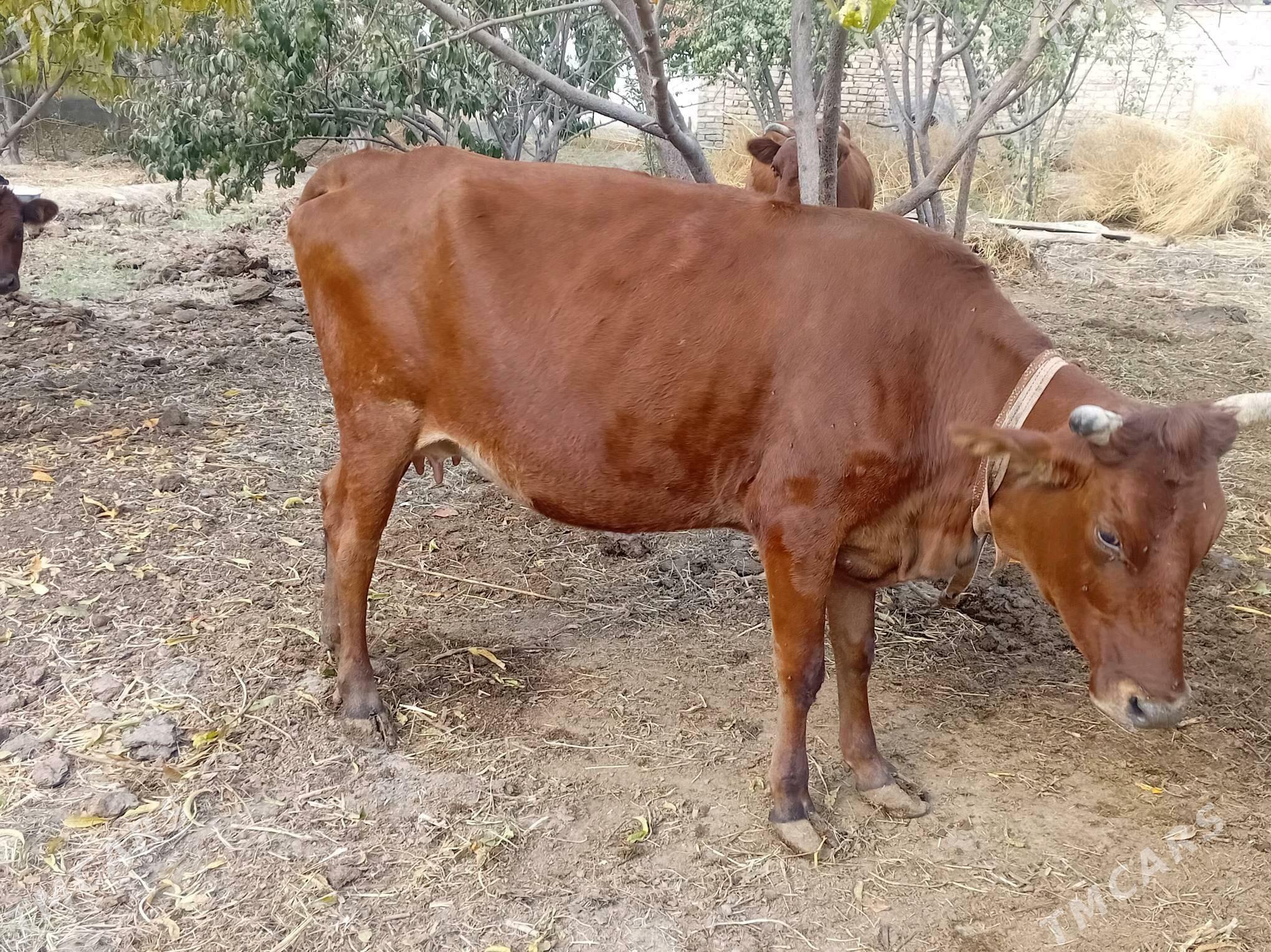 sygyr gòleli - Туркменабат - img 2